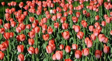 Çiçek açan laleler yakın çekim.