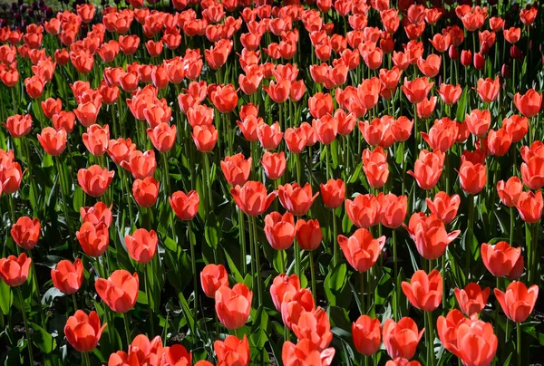 Blühende Tulpen Nahaufnahme. — Stockfoto