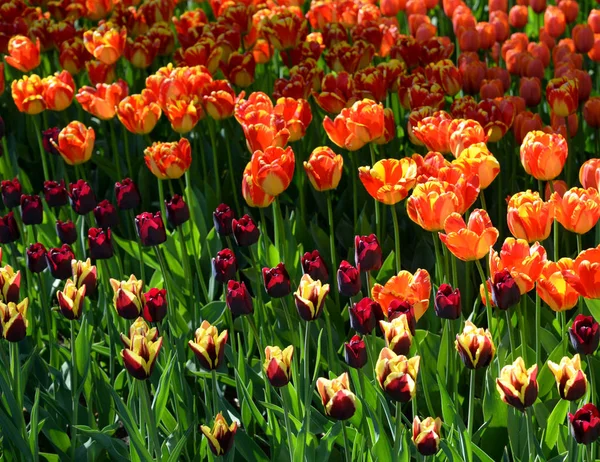 Blossoming tulips background. — Stock Photo, Image