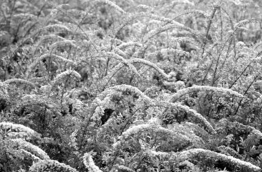 Çiçekaçan kule çalı.