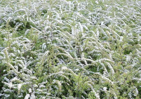 Blommande Spirea Bush. — Stockfoto