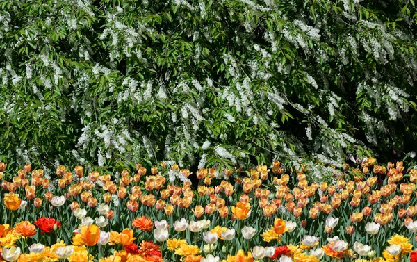 Tulips and flowering bird cherry tree. — Stock Photo, Image