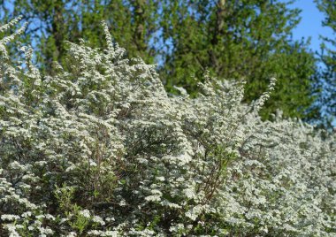 Çiçekaçan kule çalı.