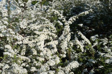 Çiçekaçan kule çalı.