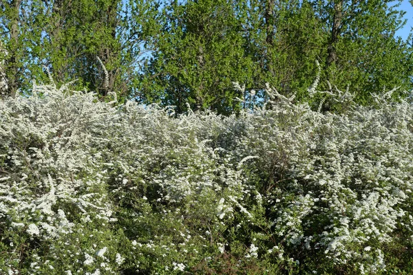 Çiçekaçan kule çalı. — Stok fotoğraf