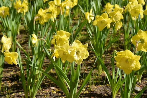 Bellissimi fiori di narciso giallo . — Foto Stock