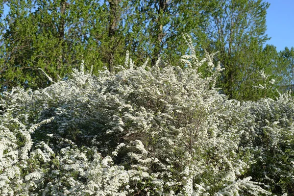 Blooming spirea bush. — Stock Photo, Image