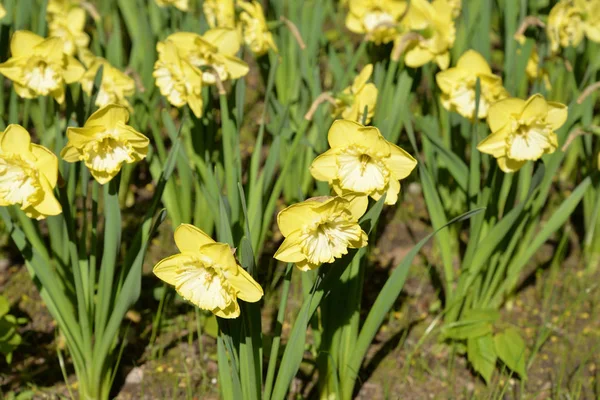 Bellissimi fiori di narciso giallo . — Foto Stock