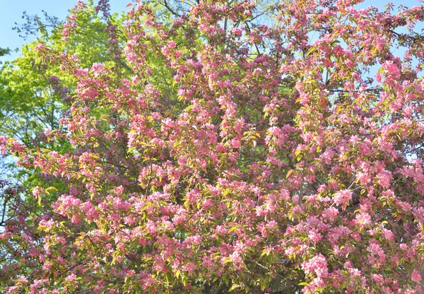 Pommier rose en fleurs . — Photo