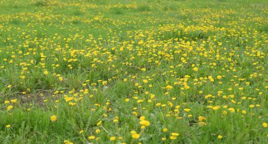 Sarı dandelions çim.