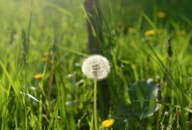 Beyaz karahindiba yaklaş..