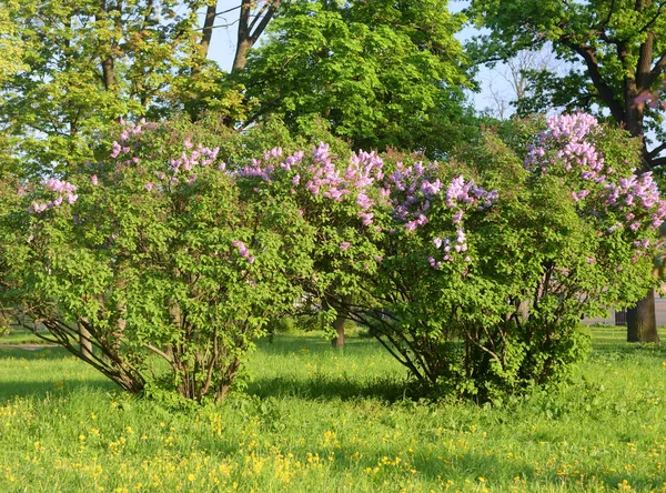 Çiçek açan kuş kiraz çalısı.