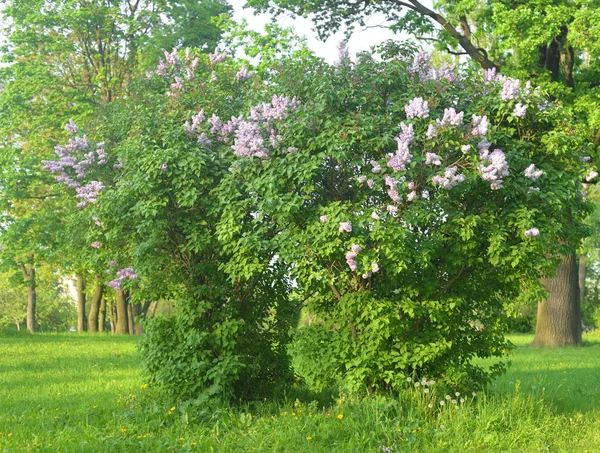 Çiçek açan kuş kiraz çalısı.