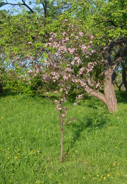 Pembe elma ağacı çiçek açan.