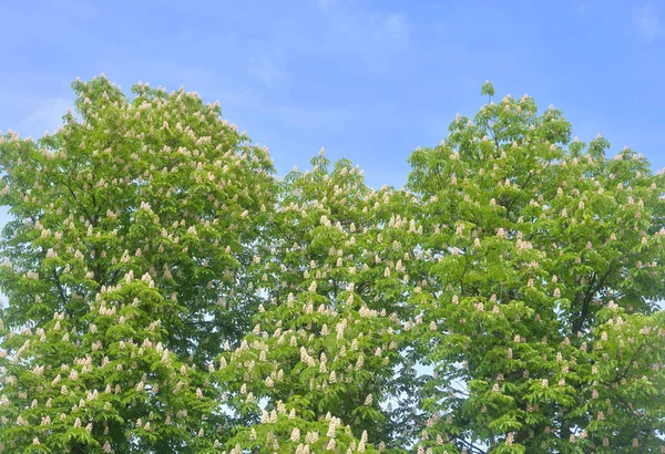 ヘストナッツの木を咲かせる. — ストック写真