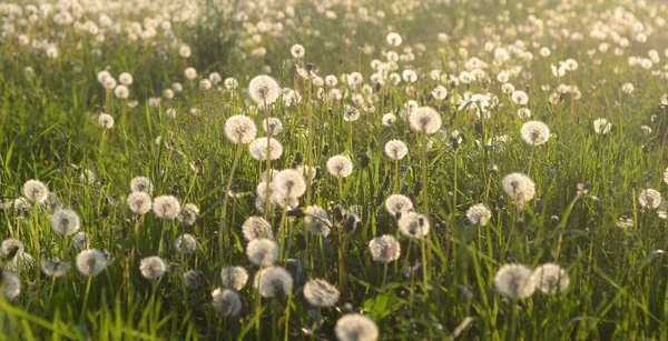 白いタンポポで夏の芝生. — ストック写真