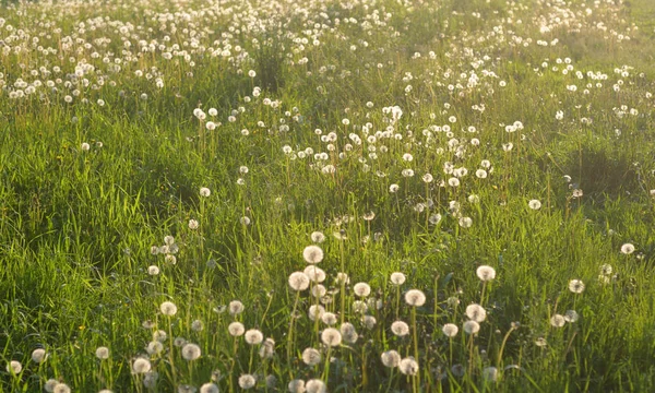 Sommerrasen mit weißem Löwenzahn. — Stockfoto