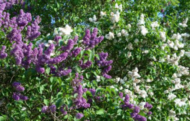 Çiçekli leylak çalısı.