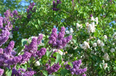 Çiçekli leylak çalısı.