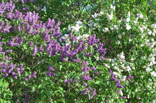 Blommande syrenbuske. — Stockfoto