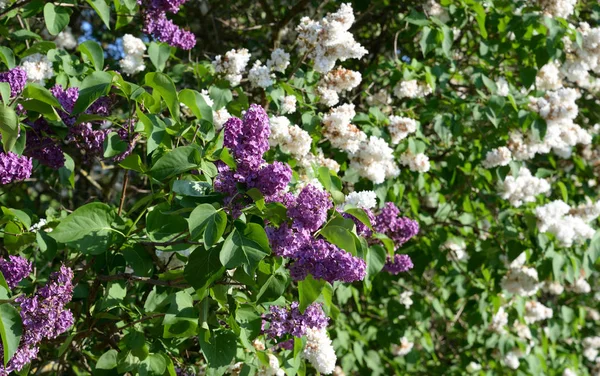 Arbuste lilas en fleurs. — Photo