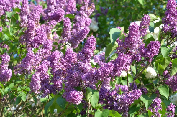 Arbuste lilas en fleurs. — Photo