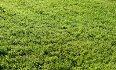 Yeşil Çimen Arkaplanı.