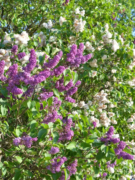 Arbuste lilas en fleurs. — Photo