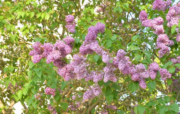 Blommande syrenbuske. — Stockfoto