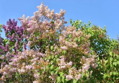 Çiçekli leylak çalısı.