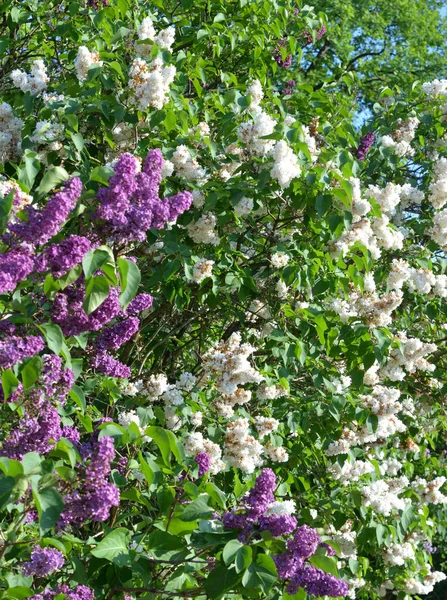 Arbusto lilás em flor. — Fotografia de Stock