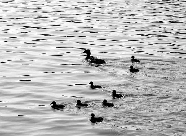 Ente mit Entchen. — Stockfoto