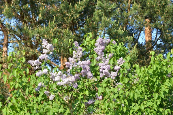 Blooming lilac bush. — Stock Photo, Image