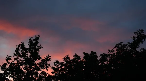 Bäume bei Sonnenuntergang. — Stockfoto
