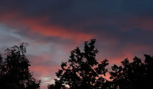 Árvores ao pôr do sol . — Fotografia de Stock