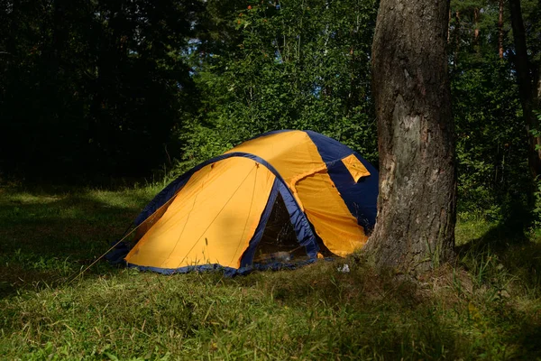 Campingtelt i skog . – stockfoto