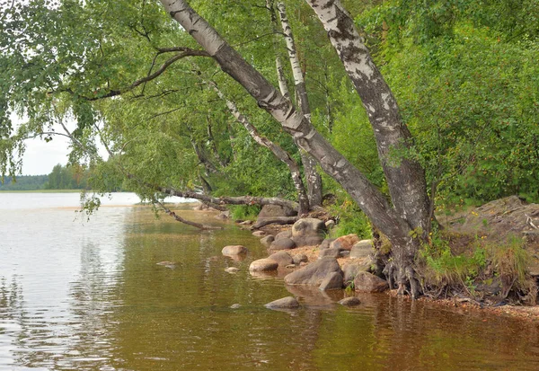 Lago Dia Nuvem Istmo Karelian Região Leningrado Rússia — Fotografia de Stock