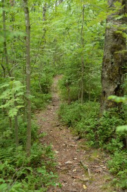 Yaprak döken ormanda patika.