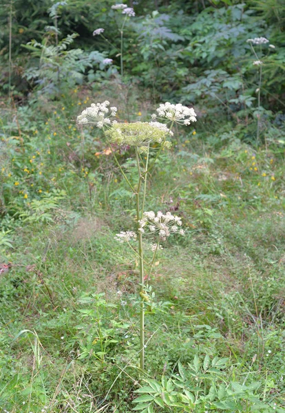 Angelica forest close up.