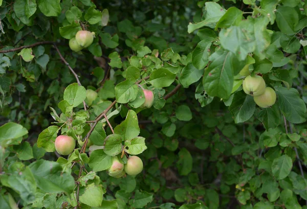 Vilda apple trädgren. — Stockfoto
