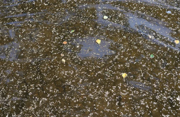 Seeds Birch Trees Water Summer Day — Stock Photo, Image