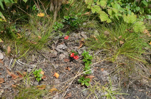 Cowberry nyári erdőben. — Stock Fotó