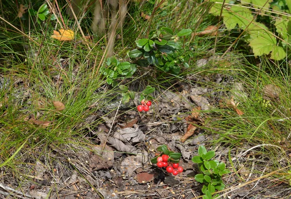 Cowberry v letním lese. — Stock fotografie