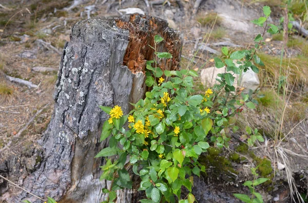 Wild flowers at summer. — Stock Photo, Image