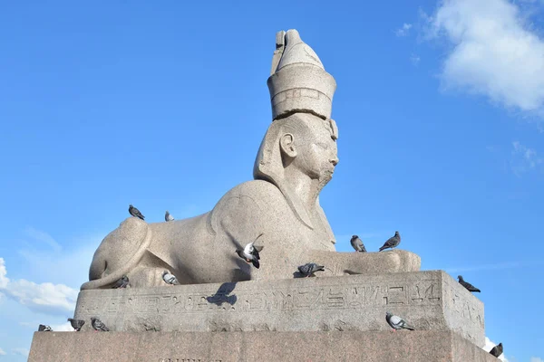 Sfinge a San Pietroburgo . — Foto Stock