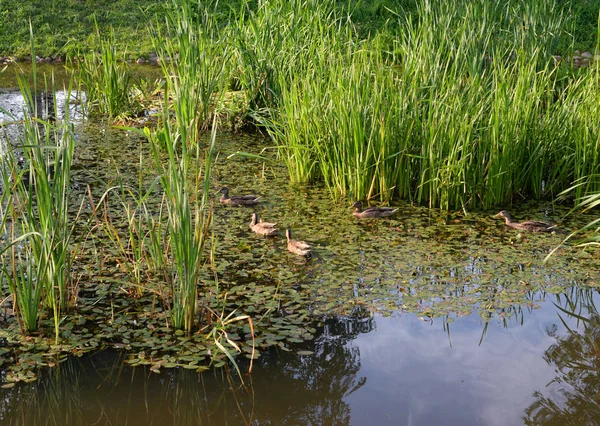 Divoké kachny v houští. — Stock fotografie