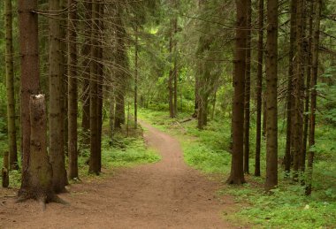 Yaz günlerinde çam ormanı.