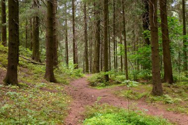 Yaz günlerinde çam ormanı.
