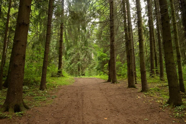 Tallskog på sommardagen. — Stockfoto