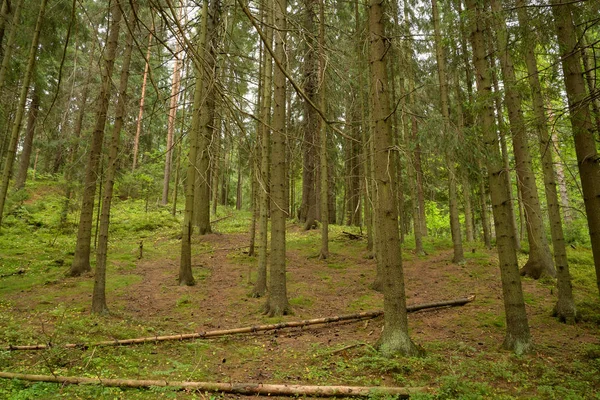 Pine forest at summer day. — Stock Photo, Image